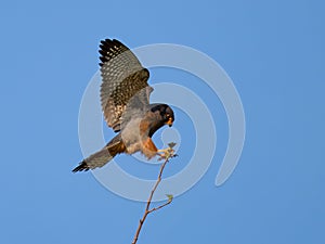 Red-footed falcon (Falco vespertinus