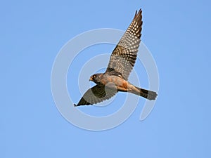 Red-footed falcon (Falco vespertinus