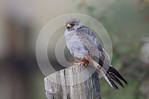 Red-footed falcon, Falco vespertinus