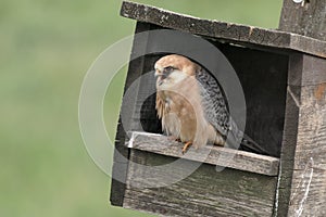 Red-footed falcon, Falco vespertinus