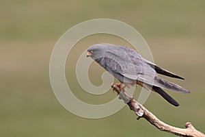 Red-footed falcon, Falco vespertinus