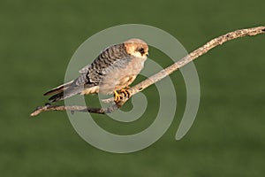 Red-footed falcon, Falco vespertinus