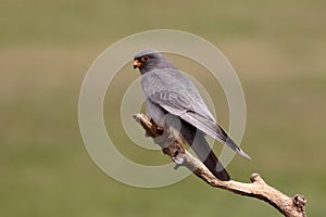 Red-footed falcon, Falco vespertinus