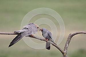 Red-footed falcon, Falco vespertinus