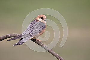 Red-footed falcon, Falco vespertinus