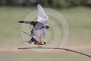 Red-footed falcon, Falco vespertinus