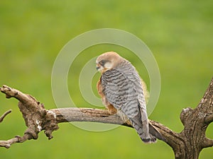 Red-footed falcon, Falco vespertinus