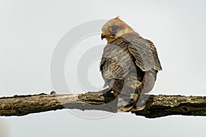 Red-footed Falcon Falco vespertinus, bird of prey family Falconidae, eastern Europe and Asia migratory, wintering in Africa.