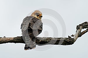 Red-footed Falcon Falco vespertinus, bird of prey family Falconidae, eastern Europe and Asia migratory, wintering in Africa.