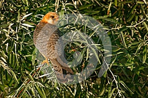 Red-footed Falcon, Falco vespertinus, bird sitting on branch with clear green background, cleaning plumage, feather in the bill, a