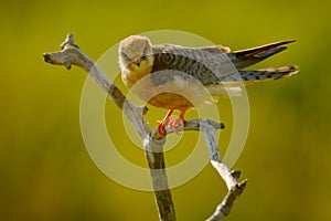 Red-footed Falcon, Falco vespertinus, bird sitting on branch with clear green background, cleaning plumage, feather in the bill, a