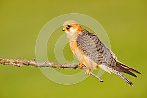 Red-footed Falcon, Falco vespertinus, bird sitting on branch with clear green background, cleaning plumage, feather in the bill, a