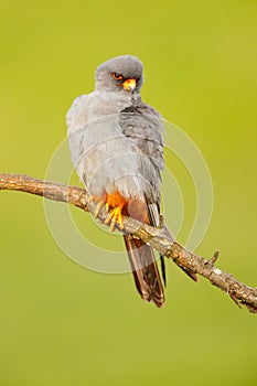 Red-footed Falcon, Falco vespertinus, bird sitting on branch with clear green background, cleaning plumage, feather in the bill, a