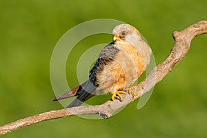 Red-footed Falcon, Falco vespertinus, bird sitting on branch with clear green background, cleaning plumage, feather in the bill, a