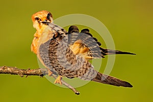 Red-footed Falcon, Falco vespertinus, bird sitting on branch with clear green background, cleaning plumage, feather in the bill photo