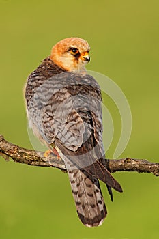 Red-footed Falcon, Falco vespertinus, bird sitting on branch with clear green background, Romania