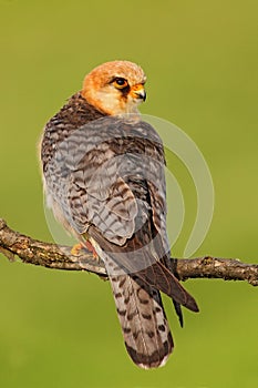 Red-footed Falcon, Falco vespertinus, bird sitting on branch with clear green background, Romania photo
