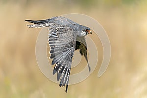 The red-footed falcon Falco vespertinus in flight