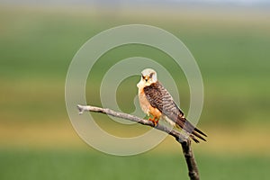The red-footed falcon Falco vespertinus, formerly western red-footed falcon, female sitting on the branch with green background