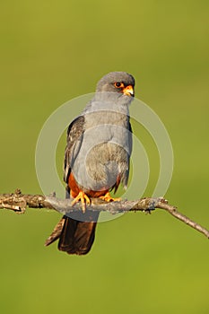 The red-footed falcon Falco vespertinus, formerly western red-footed falcon. Male sitting on the branch with green background