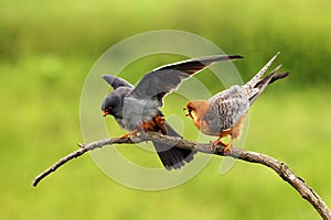 Red-footed Falcon Falco vespertinus mating pair on green background. A pair of small falcons on a branch during courtship