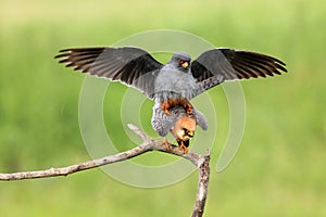 The red-footed falcon Falco vespertinus mating pair on tree with green background.A pair of small falcons on a branch