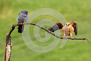 Red-footed Falcon Falco vespertinus pair on green background. A pair of small falcons on a branch during courtship. Little