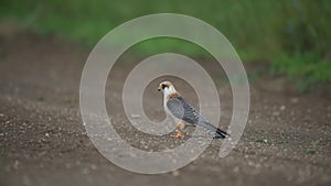 The red-footed falcon Falco vespertinus, a red-legged falcon sitting on the ground