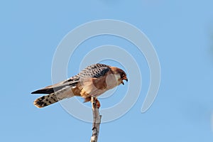 A Red-footed Falcon, Falco vespertinus, Romania.