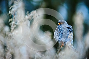 Red-footed Falcon, Falco vespertinus, sitting on branch with nature habitat. Bird from Hungary. Falcon with red eyes. Male of beau