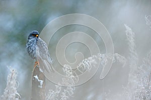 Red-footed Falcon, Falco vespertinus, sitting on branch with nature habitat. Bird from Hungary in the meadow, hidden in the grass.