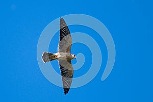 Red Footed Falcon in flight
