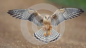 The red-footed Falcon in flight, Falco vespertinus