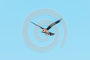 Red Footed Falcon in Flight, Falco Vespertinus