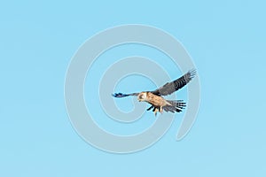 Red Footed Falcon in Flight, Falco Vespertinus