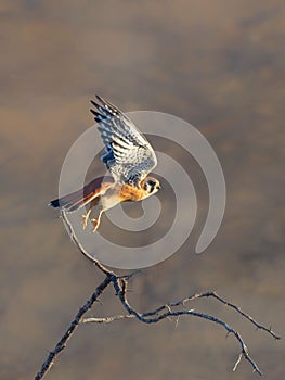 the red footed falcon and it has outstretched wings