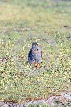 Red Footed Falcon Male Falco Vespertinus on a Field