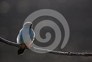 Red-footed Falcon male photo