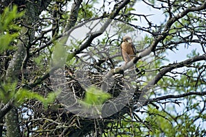 red-footed falcon near nest