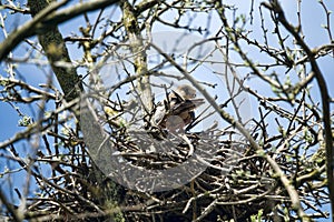 red-footed falcon near nest