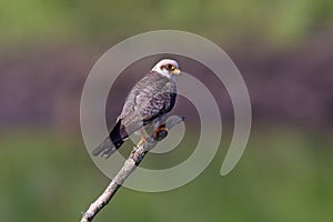 A Red-footed falcon perched up close