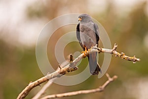 Red-footed falcon sitting on branch with green blurred background