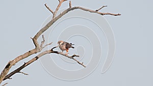 Red footed hawk Falco vespertinus in natural environment