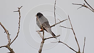 Red footed hawk Falco vespertinus in natural environment