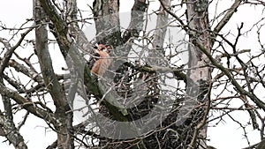 Red footed hawk Falco vespertinus in natural environment