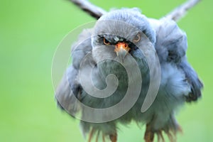 Red-footed kestrel