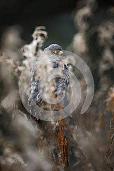 Red-footed Kestrel - Falco vespertinus