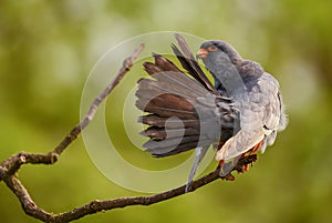 Red-footed Kestrel - Falco vespertinus