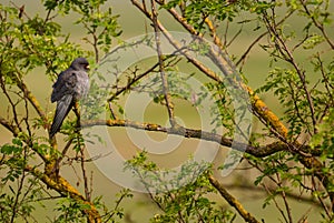 Red-footed Kestrel - Falco vespertinus