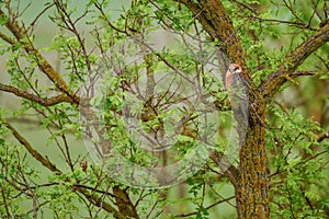 Red-footed Kestrel - Falco vespertinus